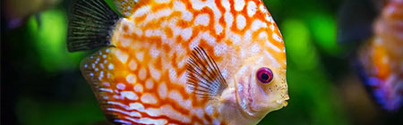 Comment déménager un aquarium ?